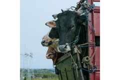 Image Image